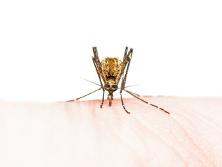 Yellow Fever, Malaria or Zika Virus Infected Mosquito Insect Bite Isolated on White Background