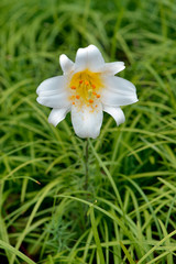 白いユリの花