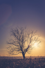 Fototapeta na wymiar Lonely tree at sunset in autumn time