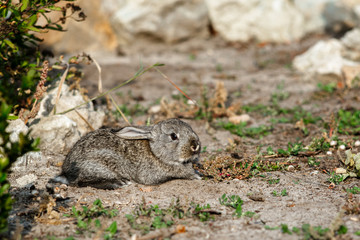 Cute little rabbit walking in the yard