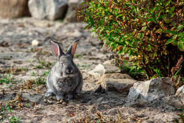 Cute little rabbit walking in the yard