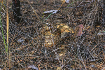 Mushroom Suillus in the grass in a pine forest