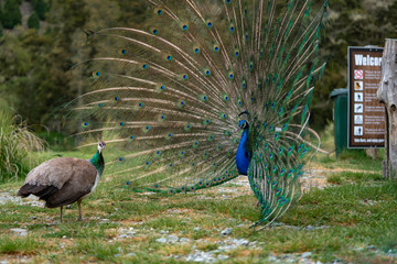 Obraz premium peacock with feathers