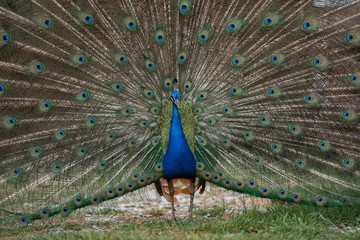 Obraz premium peacock with feathers out