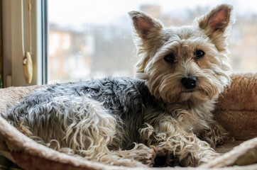 Charming dog breed Yorkshire Terrier