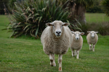 sheep in field