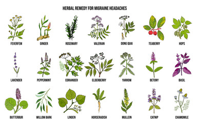 Best medicinal herbs for migraines relief