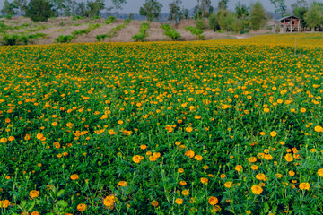 Marigold flowers in the full flowering area.
