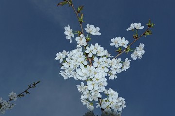 Weisse Blüten vor blauem Himmel