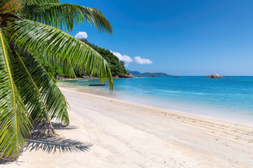 Paradise beach with white sand, palm trees and turquoise sea in tropical island.