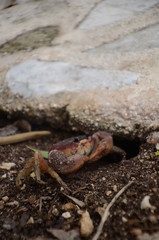 Crab under a rock