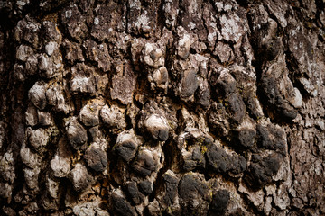 close-up of a tree, bark background, wooden background,