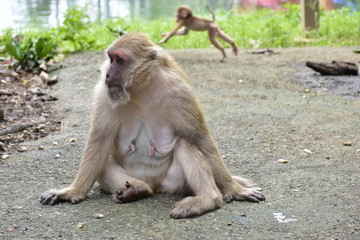 mother and baby Thailand macaque