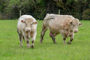 cows in field