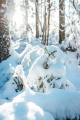 christmas tree in snow