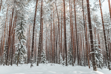 Pine forest in winter, frozen trees covered in snow, Winter in Europe