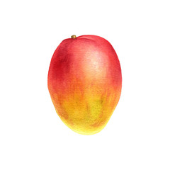 watercolor drawing mango
