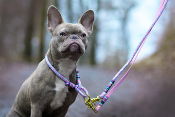 Lilac brindle female French Bulldog dog with light amber eyes wearing a selfmade woven collar and...