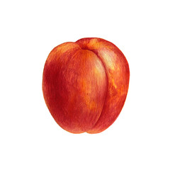 watercolor drawing nectarine