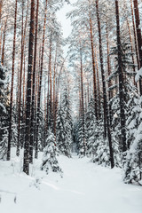 Pine forest in winter, frozen trees covered in snow, Winter in Europe