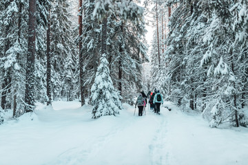 Group of people hiking in forest winter time 