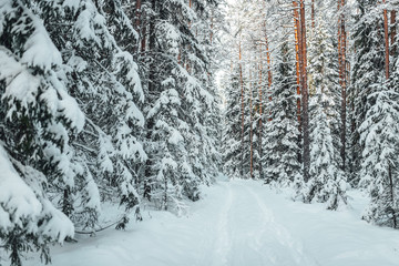 Pine forest in winter, frozen trees covered in snow, Winter in Europe