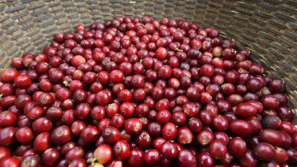 Fresh coffee bean in basket