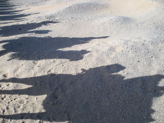 camel shadows