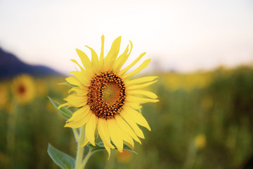 Sunflower on field at sky.