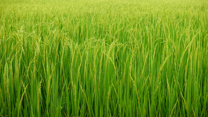 close up of ripening rice in a paddy field