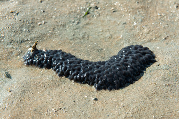 Cuttlefish eggs on seagrass bed during low tide