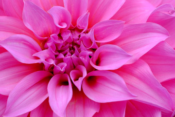 selective focus of pink flower with pink petals for background or texture