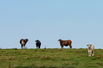Brahman cows on a ridge
