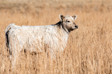 Close up of white calf in tall grass