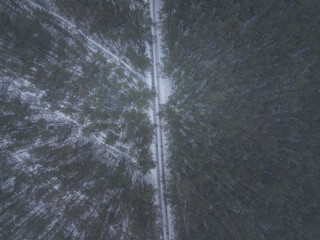 Nadelwald im Winter