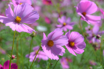 blurred of pink cosmos flowers blooming in the garden