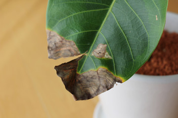 傷んだ観葉植物