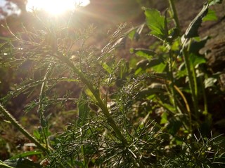 dawn 