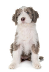 puppy bearded collie