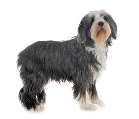 bearded collie in studio