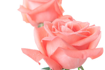 pink rose with copy space - select focal