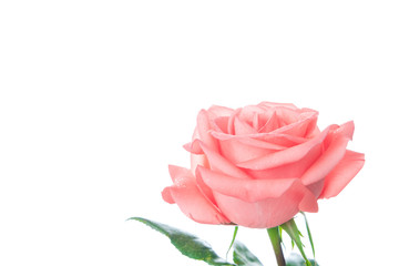 Single beautiful fresh pink rose isolated on white background with copy space - Image