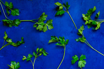 Parsley leaves on a turquoise background.