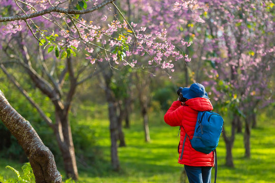 Photography traveler Sightseeing in Japan take pictures Cherry blossom.