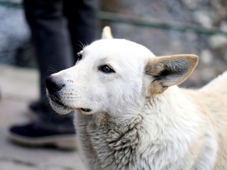 Obraz premium Photo bright macro portrait of a dog