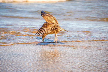 herring gull on a beach of the Baltic sea with food