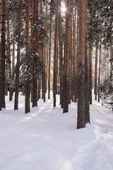 Woods in the winter background