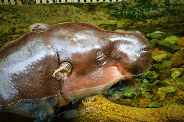 hippopotamus