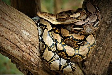 Reticulated python