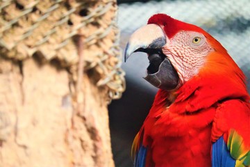 Macaw